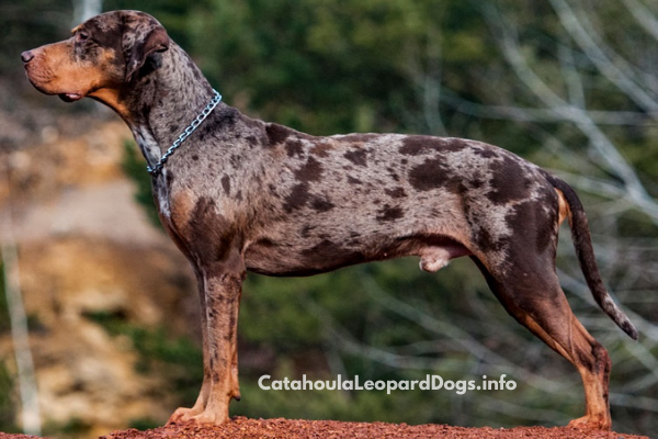 Catahoula Leopard Dog