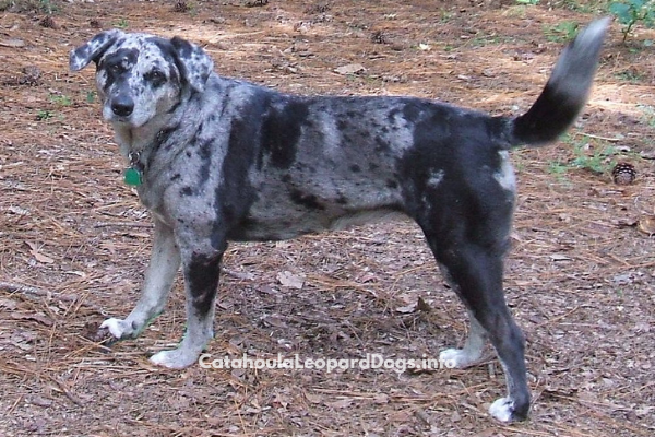 Catahoula Leopard Dog