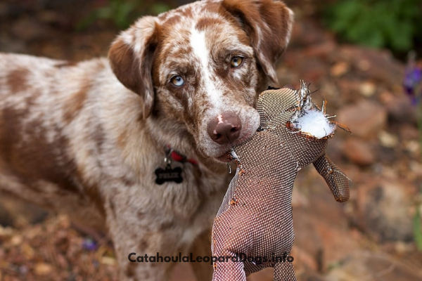 catahoula leopard dog temperament