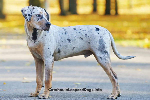 catahoula dog breed