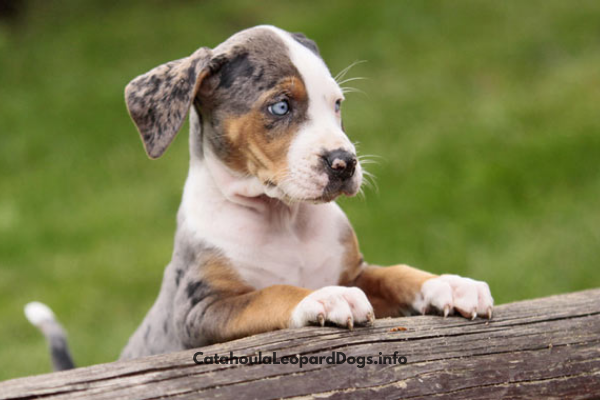 catahoula puppy