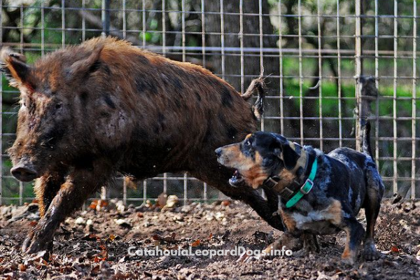 are catahoula dogs dangerous