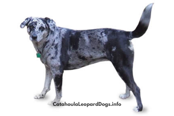 do catahoula leopard dog bark a lot