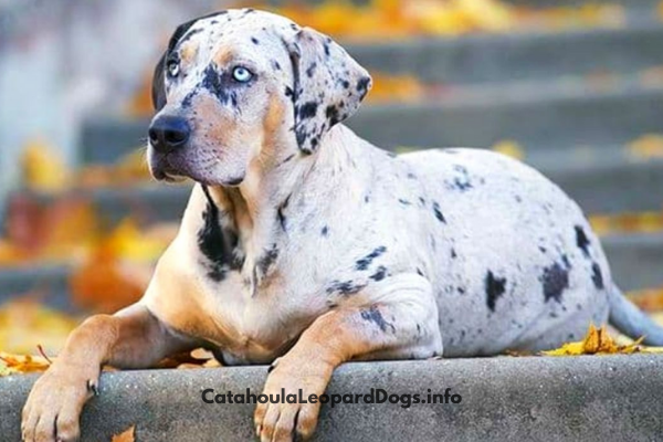 are catahoula leopard dog the most intelligent dogs