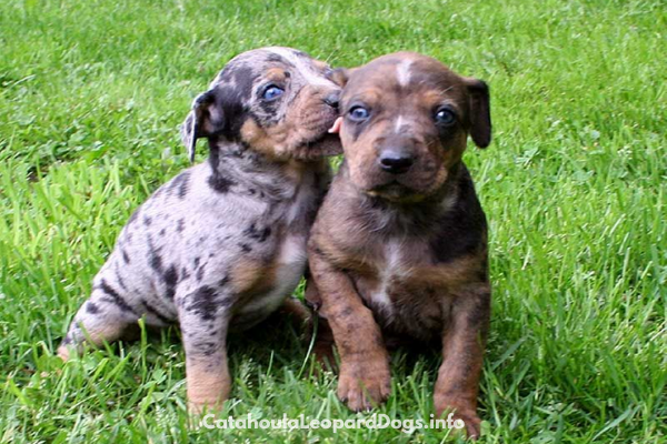 Catahoula Cur