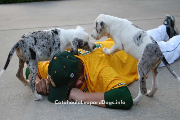 Catahoula Cur Size