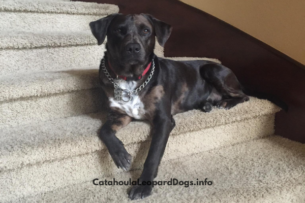 Catahoula Lab Mix