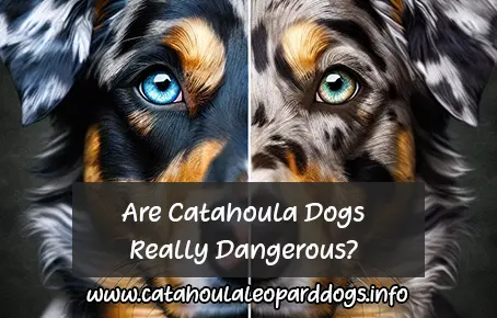 Are Catahoula Dogs Really Dangerous?