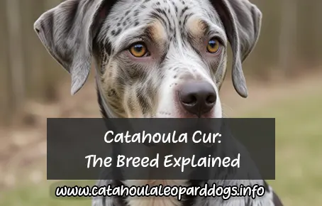 Catahoula-cur-The-Versatile-and-Loyal-Breed-Explained