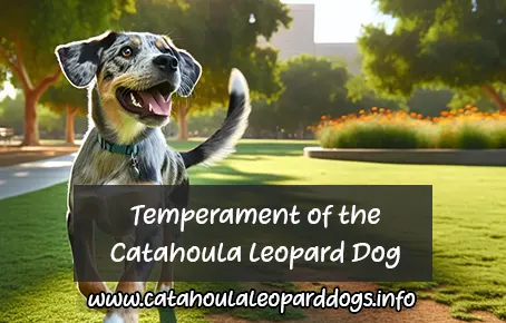 Exploring-the-Fascinating-Temperament-of-the-Catahoula-Leopard-Dog.