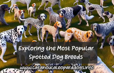 Exploring the Most Popular Spotted Dog Breeds