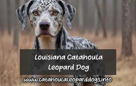 Louisiana Catahoula Leopard Dog