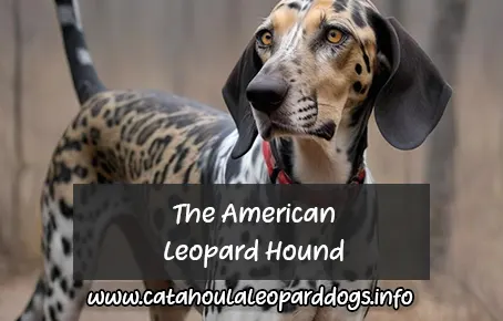 The American Leopard Hound: Unleashing the Graceful Power of an All-American Breed