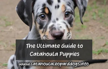 The Ultimate Guide to Catahoula Puppies: Unleashing their Unique Personality and Irresistible Cuteness!