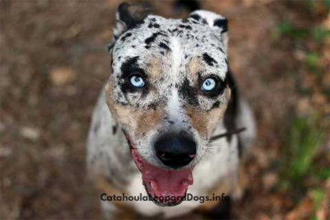 Catahoula Leopard Hound - Dog Breed, Temperament, Pictures