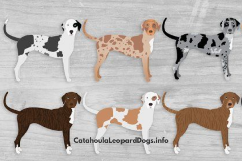 Catahoula Dog Colors - Coat, Eyes, Size and Pictures