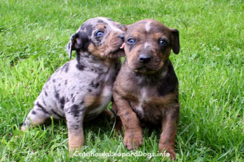 Catahoula Cur: The Versatile and Loyal Breed Explained