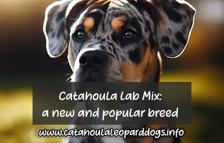 Catahoula Lab Mix – a new and popular breed