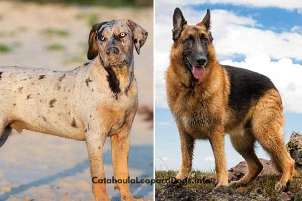 Catahoula German Shepherd mix