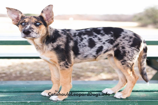 Catahoula German Shepherd mix