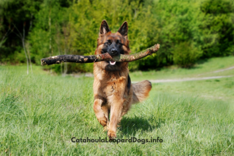 Catahoula German Shepherd mix - Catahoula Leopard Dog