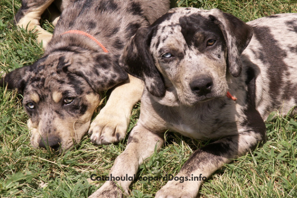 are catahoula leopard dog the most intelligent dogs