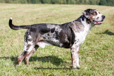 Catahoula Lab Mix - Puppy Grooming, Socialization, Pictures