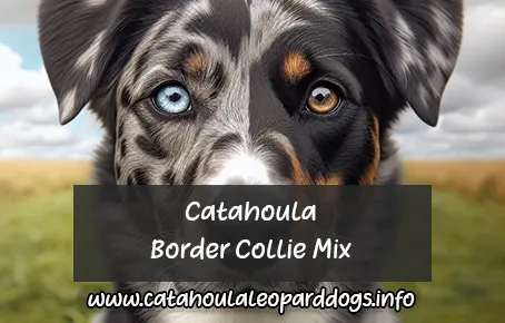 Catahoula Border Collie Mix