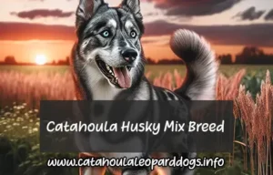 Catahoula Husky Mix Breed