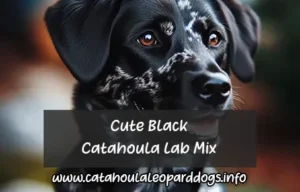 Cute Black Catahoula Lab Mix - the summary