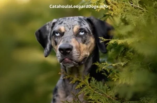 Catahoula Dogs