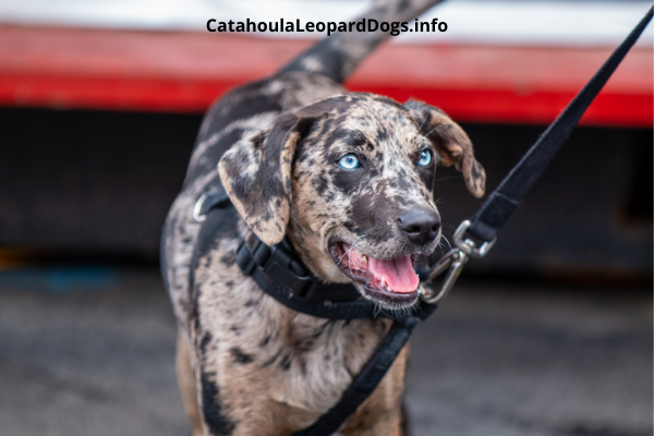 Catahoula Leopard Dog Breeders