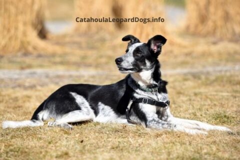 Catahoula Border Collie Mix - Catahoula Leopard Dog