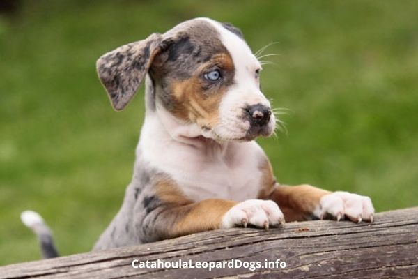 Catahoula Dogs