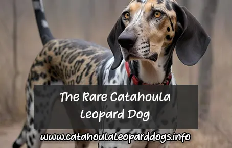 The Rare Catahoula Leopard Dog