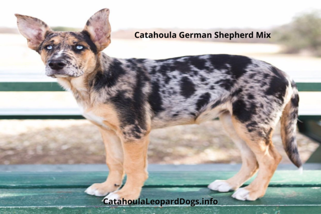 catahoula-leopard-dog-size-catahoula-leopard-dog