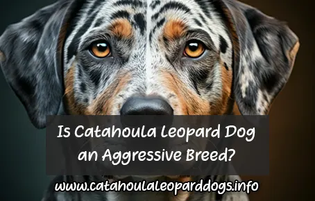 Debunking the Myth that Catahoula is an Aggressive Breed