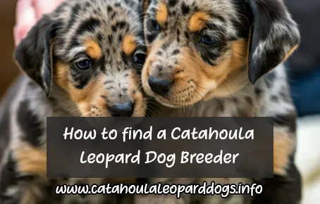 Guide to Finding a Reputable Catahoula Leopard Dog Breeder