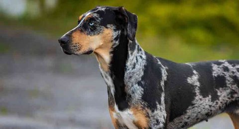 How Big Does A Catahoula Leopard Dog Get?
