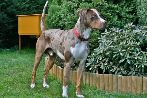 Catahoula Leopard Dog - Catahoula Leopard Dogs Info site