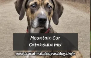 Mountain Cur Catahoula mix breed info